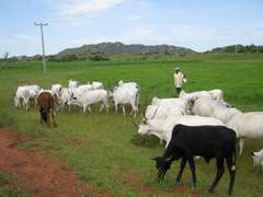 Herdsman takes his cattle to feed them in the bush .